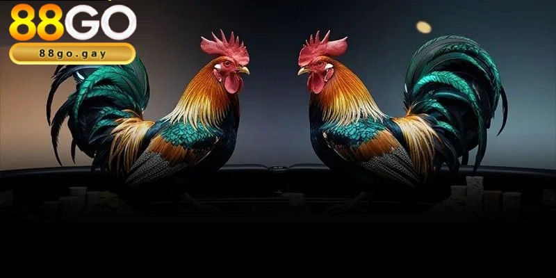 Tham gia cá cược đá gà hấp dẫn